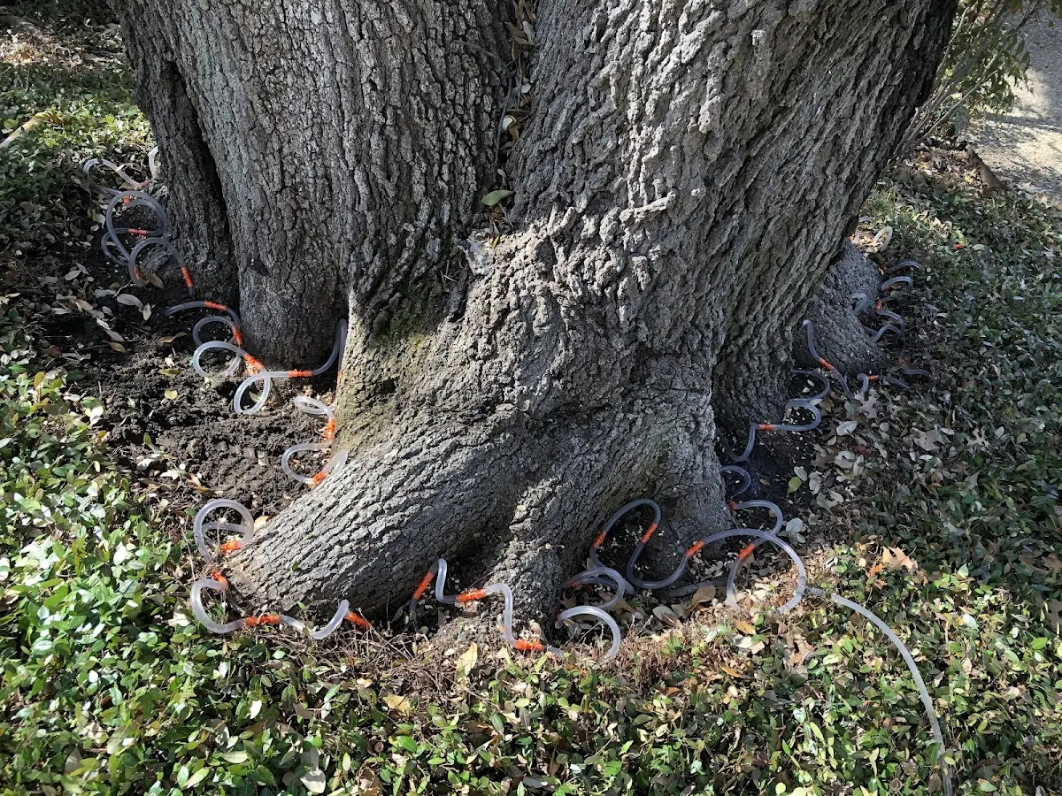 Detailed Tree Cabling and Bracing job site in Brooten