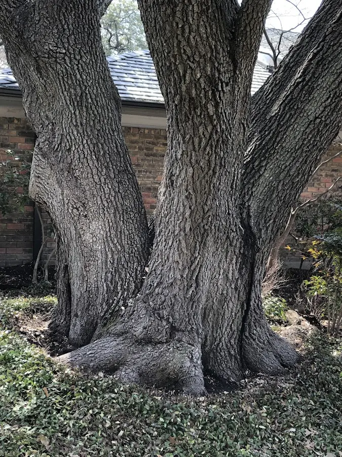 Mature heritage tree close to a Brooten property cared for by certified arborists